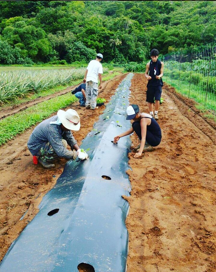 Rows of sustainable eggplant - Valley of the Latte Rows of sustainable eggplant