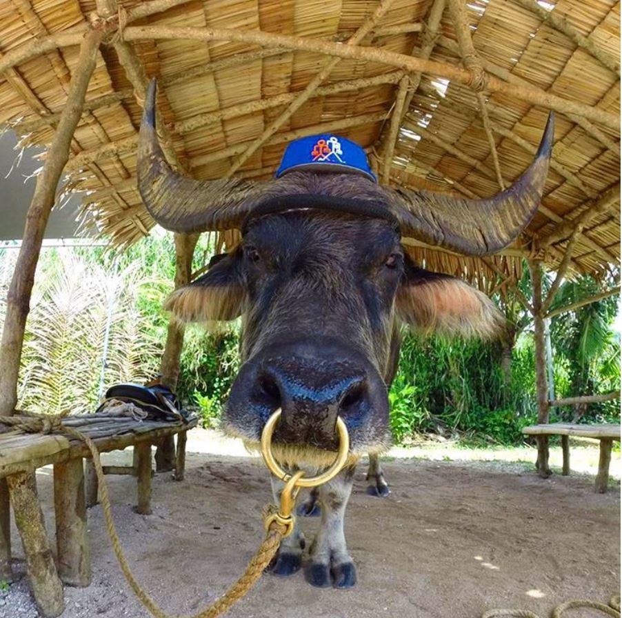 Valley of the Latte Karabao Rides
