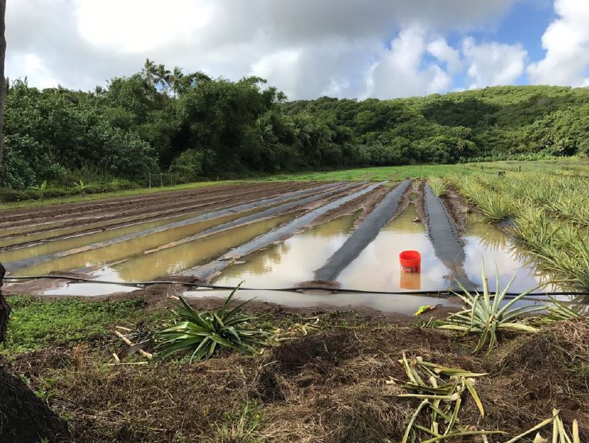 pineapple plastic mulching,_plastic mulching winged beans and drip irrigation,plastic mulching watermelon, Valley of the Latte, Guam Tours, Best tours on guam, things to do on guam, カヤック , 旅行 , ファインダー越しの私の世界 , 写真好きな人と繋がりたい , インスタ映え , スタンドアップパドル , 冒険 , 観光 , リゾート , 夏 , 夏休み , 休暇 , 文化 , 家族旅行 , アー , ビーチ , パラダイス , グアム , 島 , 天気 , グアム旅行 , 海外 , 海外旅