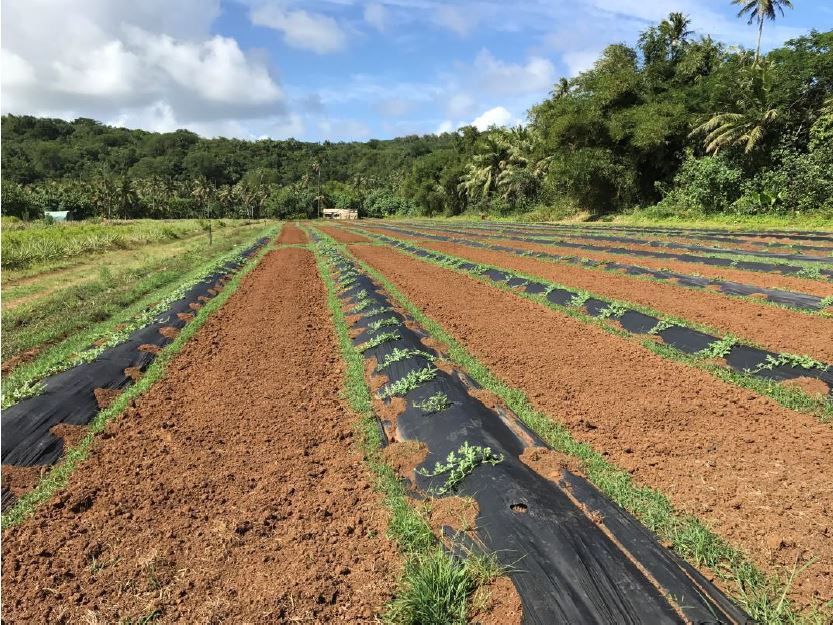 plastic mulching watermelon, Valley of the Latte, Guam Tours, Best tours on guam, things to do on guam, カヤック , 旅行 , ファインダー越しの私の世界 , 写真好きな人と繋がりたい , インスタ映え , スタンドアップパドル , 冒険 , 観光 , リゾート , 夏 , 夏休み , 休暇 , 文化 , 家族旅行 , アー , ビーチ , パラダイス , グアム , 島 , 天気 , グアム旅行 , 海外 , 海外旅