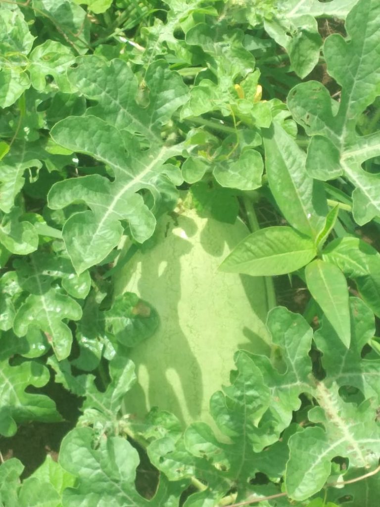 Valley of the Latte, things to do on guam, harvest tours watermelon