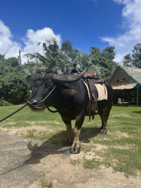 Why You Should Visit the Valley of the Latte, Guam's Best Tours