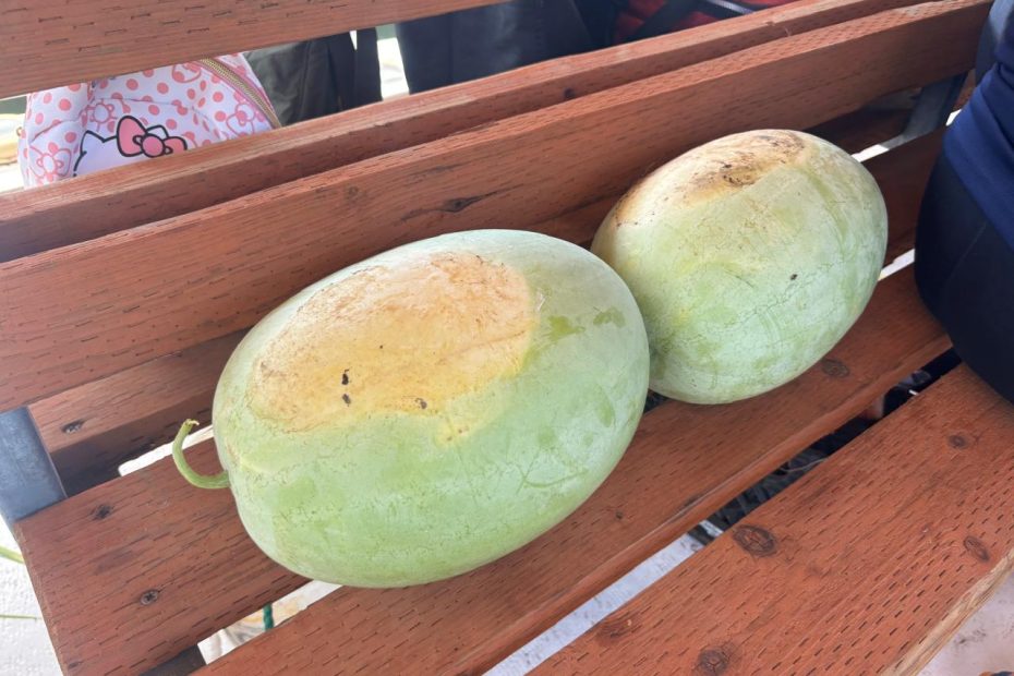 Guide to Picking the Ripest Watermelon at the Valley of the Latte Harvest Tours!